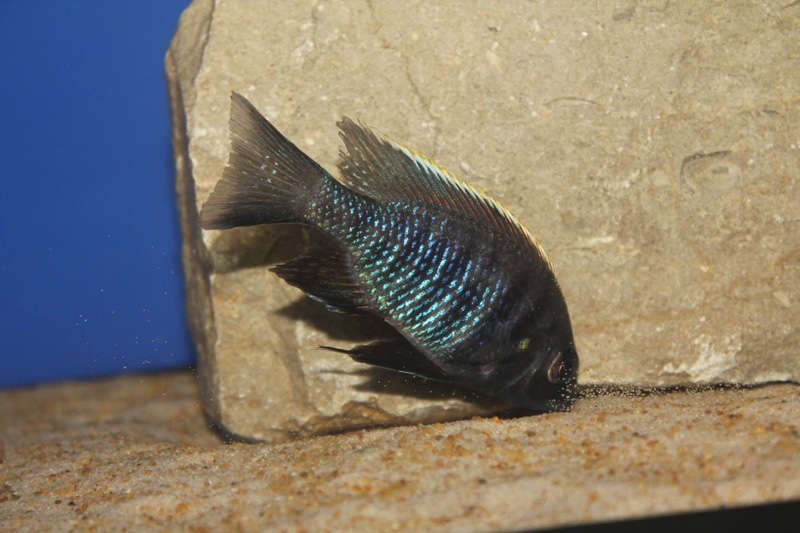 Copadichromis parvus 'Metangula'